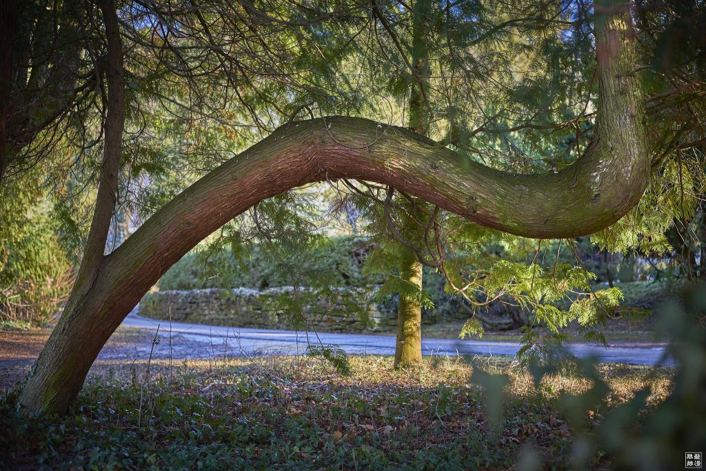 A tree whose trunk grows up slightly, then to the side significantly, then up again.